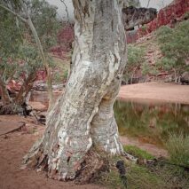 ‘Ormiston Gorge’ by Eugene Dopheide