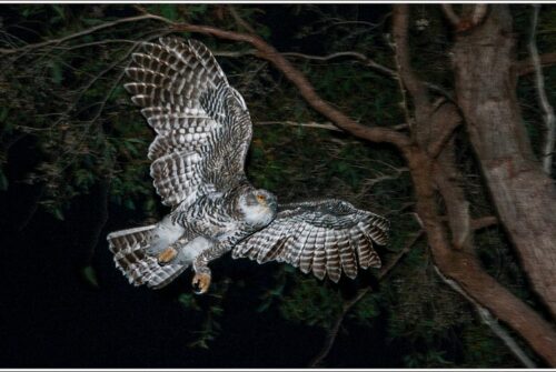 ‘Flight Of The Powerful Owl’ by Norm Stimson