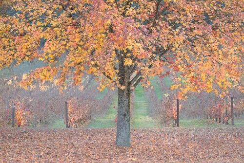 ‘Autumn In The Vineyard’ by Felicity Johnson