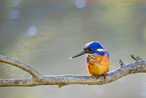 ‘Kingfisher’ by Eugene Dopheide