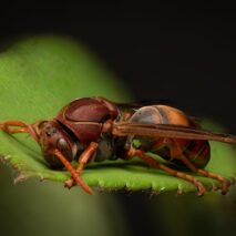 ‘Paper Wasp’ by Matt Oliver