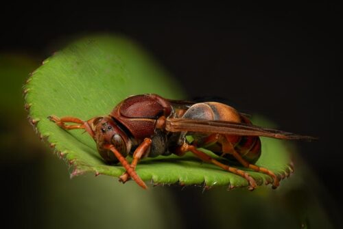 ‘Paper Wasp’ by Matt Oliver